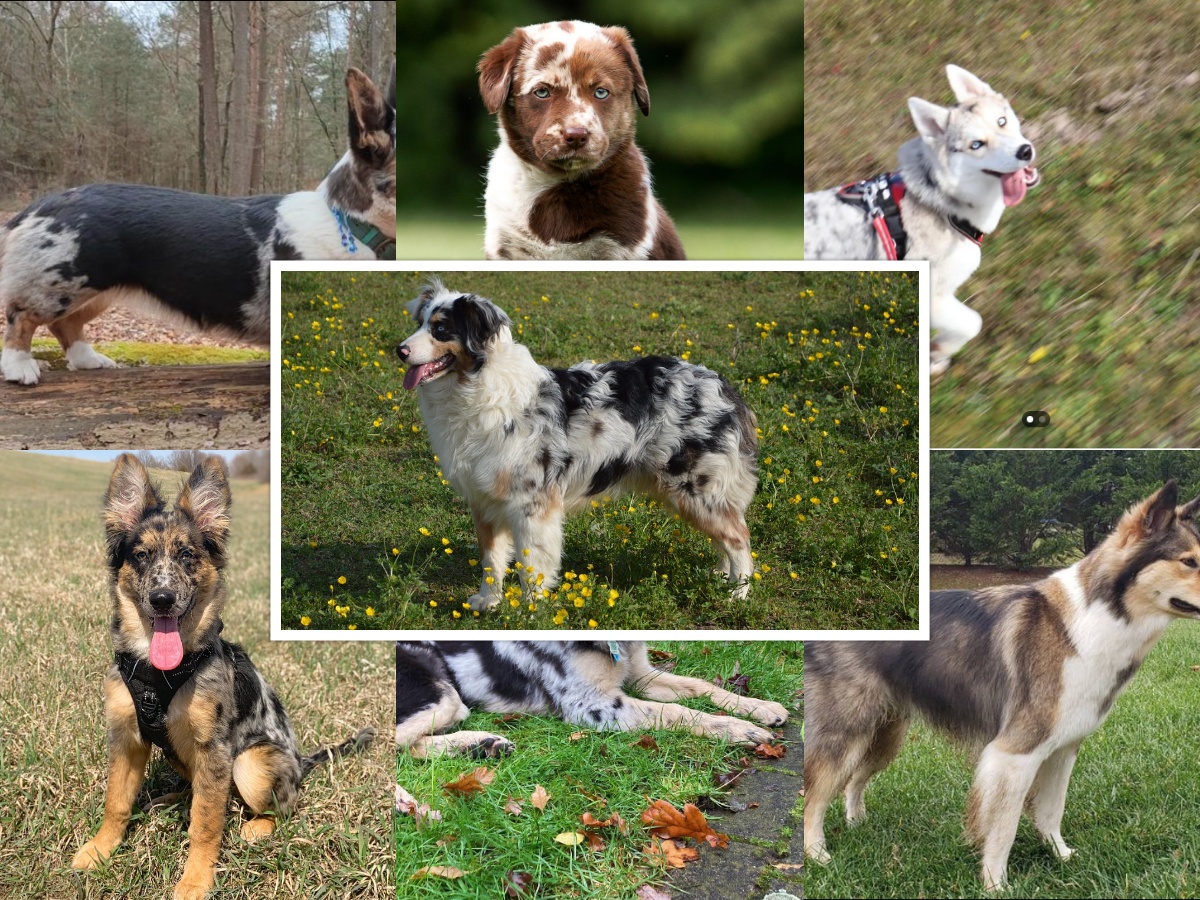 A collage of Australian Shepherd mixes